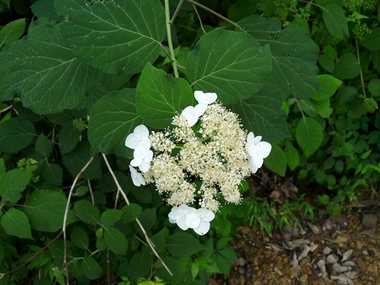 {Hydrangea cinerea}